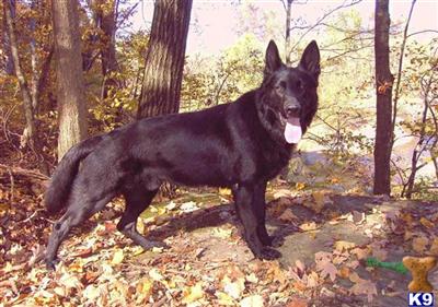 German Shepherd Puppies for Sale